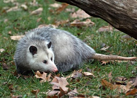 Do Opossums Carry Rabies? | Terminix