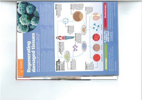 Stem Cells Free Science Lessons 的图像结果