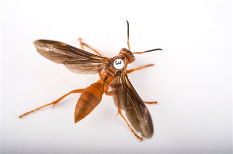 Queen Paper Wasp