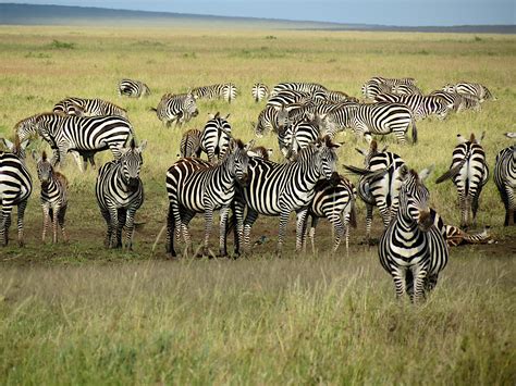 12 Fun Facts About Zebras: Striped Wonders of the Savannah