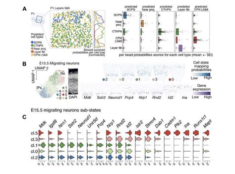 Spatial Transcriptome Mouse Embryo Development 的图像结果