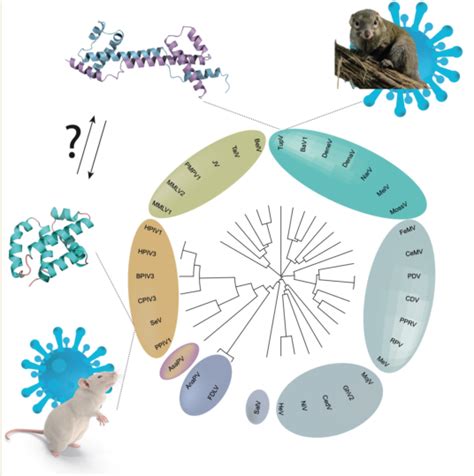 Orthoparamyxovirinae C Proteins Have a Common Origin and a Common ...