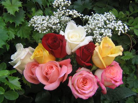 Bouqet Flowers: 26 Lovely Bouquet Of Beautiful Roses