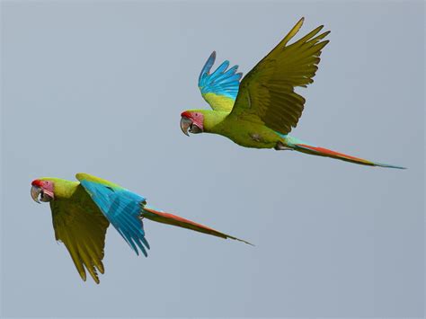 Great Green Macaw - eBird