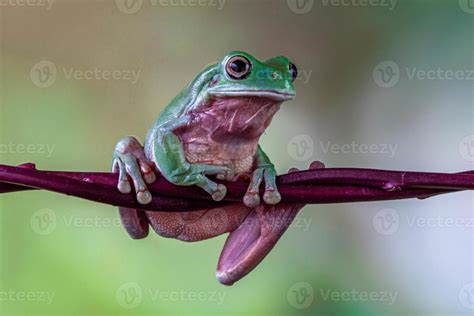 Green Tree Frog 的图像结果