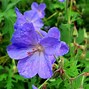 Image result for Blue Garden Flowers Perennials
