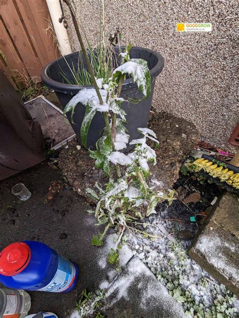 Does 27p Salt REALLY Kill Weeds? Is Salt a Weed Killer?