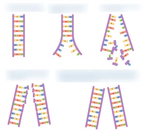 Semi Conservative DNA Replication Model Project 的图像结果