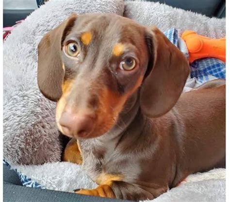 Blonde Short Haired Dachshund