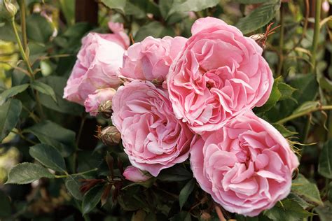 Pink Climbing Rose Trellis