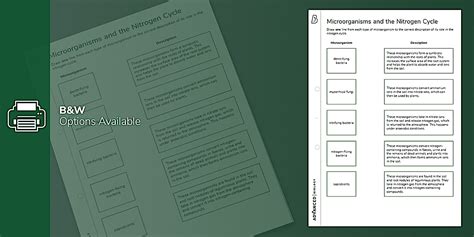 Microorganisms and the Nitrogen Cycle Match and Draw
