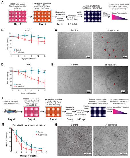 Comparative Analysis of Salmon Cell Lines and Zebrafish Primary Cell ...