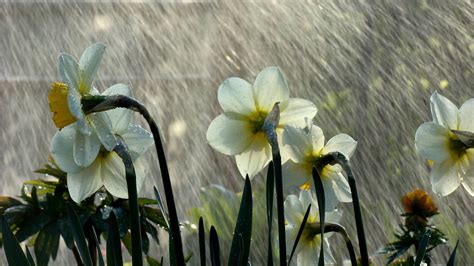 Spring Rain Desktop Wallpapers - Wallpaper Cave
