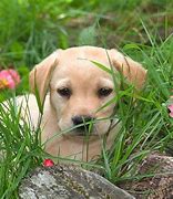 Image result for Cute Puppies Screensaver