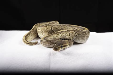 Image result for Ball Python for Sale