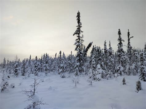 THE GOAT PROJECT SLED DOG KENNEL (2026) All You Need to Know BEFORE You ...