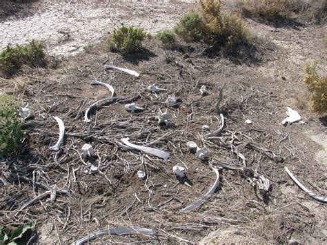 Weekend Wanderluster: Winnemucca Lake Petroglyphs (Washoe County, Nevada)