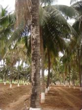 ICT-AAS-coconut
