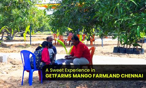 A Sweet Experience in getfarms Mango Farmland Chennai