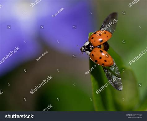 Image result for Ladybug Flaying