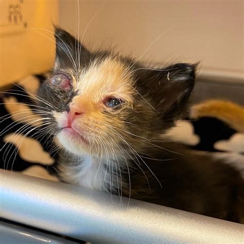 Helping Kittens with Eye Infections — Kitten Lady