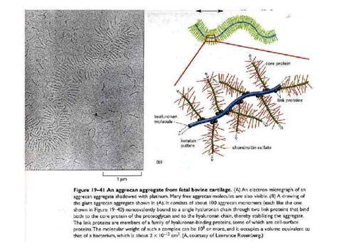 Image result for Fibronectin Molecular Structure
