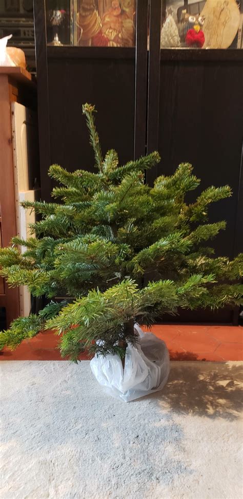 Christmas Traditions in France - A Buckeye in Paris