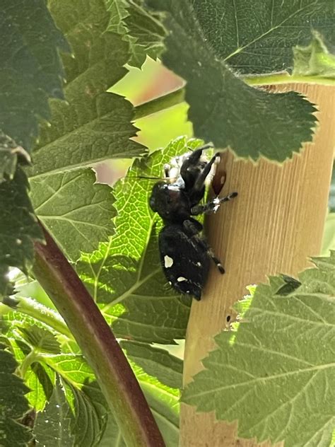 Spider eating a bee… what is it? Should I be worried? : r/whatsthisbug
