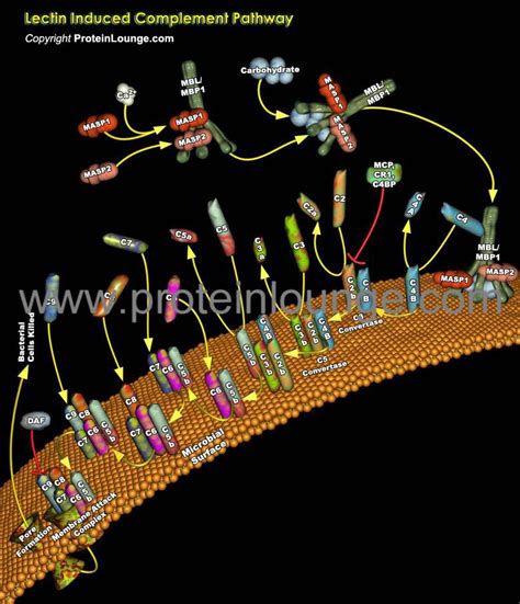 Image result for Lectin Pathway Animation