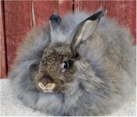 Image result for giant angora rabbit