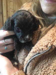 Image result for Black Cockapoo