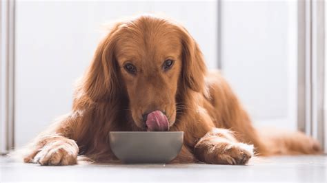 Grain Free Diets for Dogs: Are They Safe? - PetWellClinic