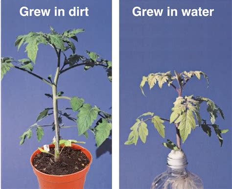Could a plant survive without light?