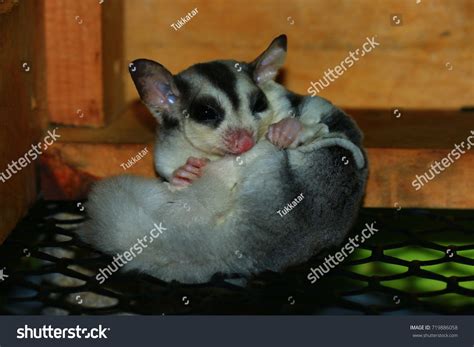 Petaurus Breviceps Sugar Glider Special Pet Stock Photo 719886058 ...