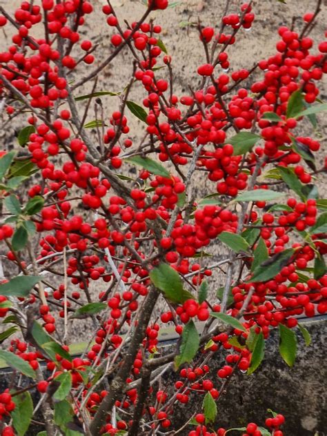 Winterbeere Berry Poppins® - llex verticillata Berry Poppins® günstig ...