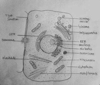 draw a neat and clean digram of animal cell - Brainly.in
