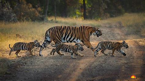 List of Tiger Range Countries (TRC) with Estimated Population [Updated ...