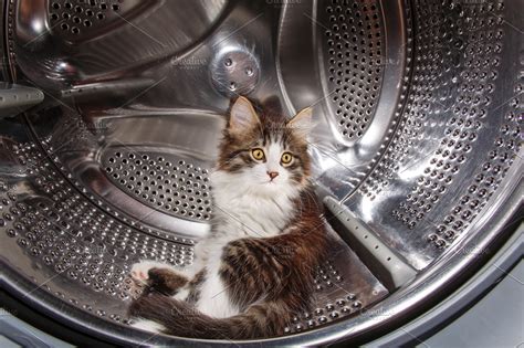 Image result for Cat in Washing Machine Prank