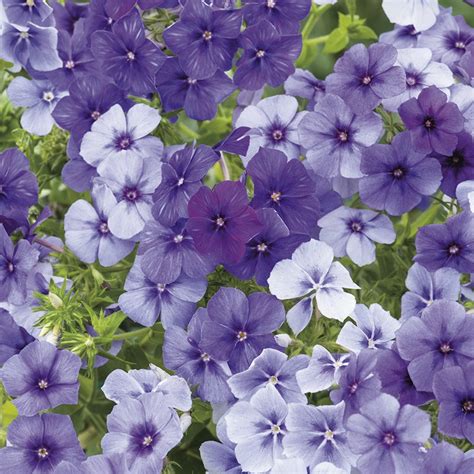 Phlox " Moody Blues " Exotic 50 Flower Seeds – M-Tech Gardens
