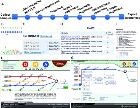 Image result for Simple Process Flowchart of DNA Barcoding