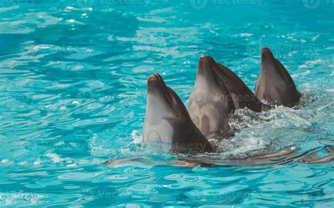 Group of dolphins showing performing and having fun swimming in the ...