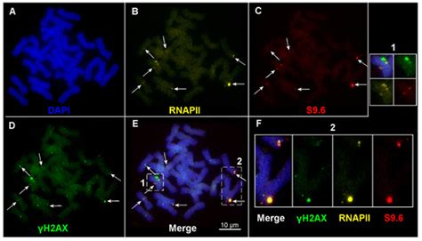 The Influence of Edaphic Factors on DNA Damage and Repair in Wild Wheat ...