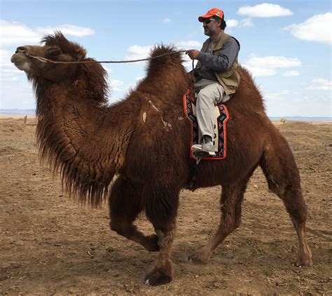 Why Bactrian Camel has two Humps and Arabian has one? - ARKBIODIV.COM
