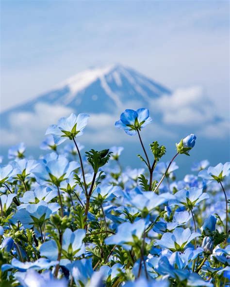 富士山 的图像结果