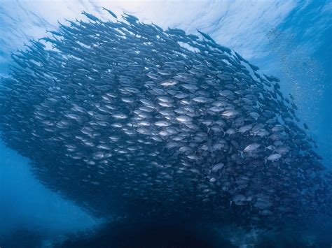 PATA NEGRA DIVERS (2026) All You Need to Know BEFORE You Go (with ...