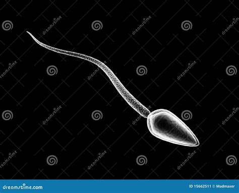 Sperm And Egg Cell. Under The Microscope. Embryology. Natural ...