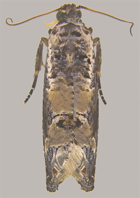 Insect Pests