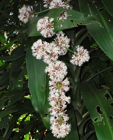 Dracaena fragrans