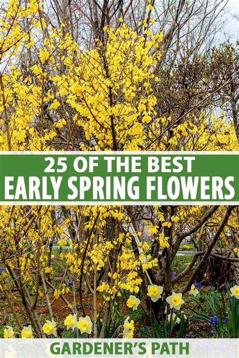 Best Spring Flowers Names | Best Flower Site
