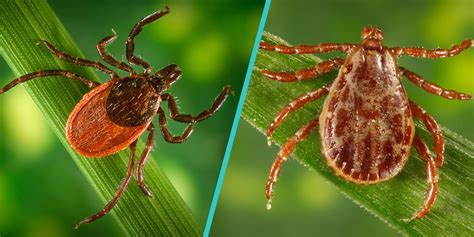 Dog Ticks Vs Deer Ticks